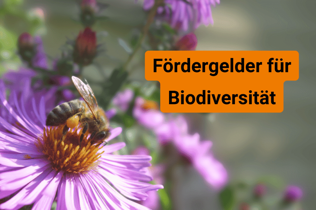 Förderungen und Förderprogramme im Bereich Biodiversität und Naturschutz in der Übersicht