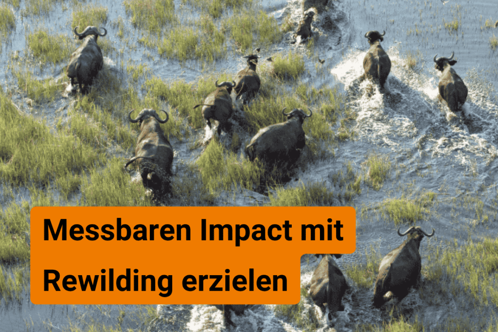 Konkreter Impact mit Rewild erzielen