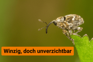 Biodiversität verstehen anhand eines Beispiels
