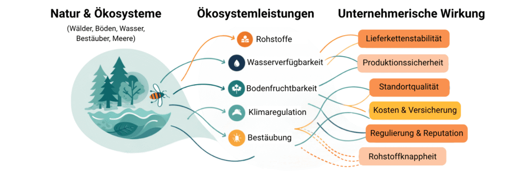 Von Natur zu Geschäft: Wie Ökosystemleistungen Lieferketten, Produktion und Kosten beeinflussen